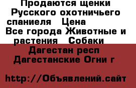 Продаются щенки Русского охотничьего спаниеля › Цена ­ 25 000 - Все города Животные и растения » Собаки   . Дагестан респ.,Дагестанские Огни г.